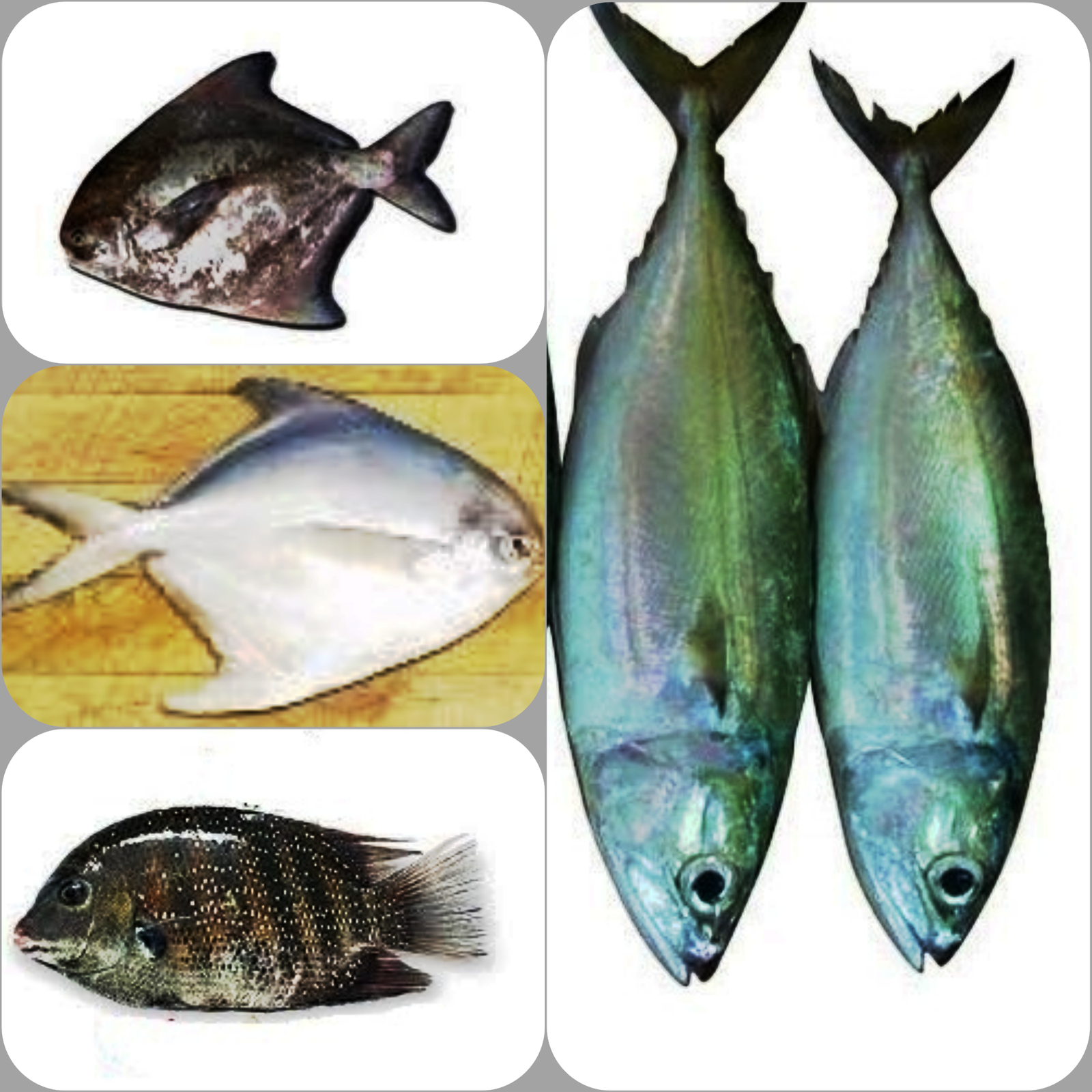 SVR SEA FOODS